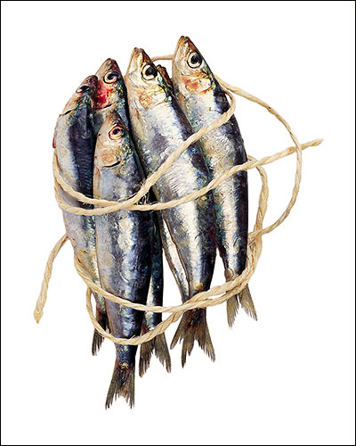 Sardinas. Revista V+G